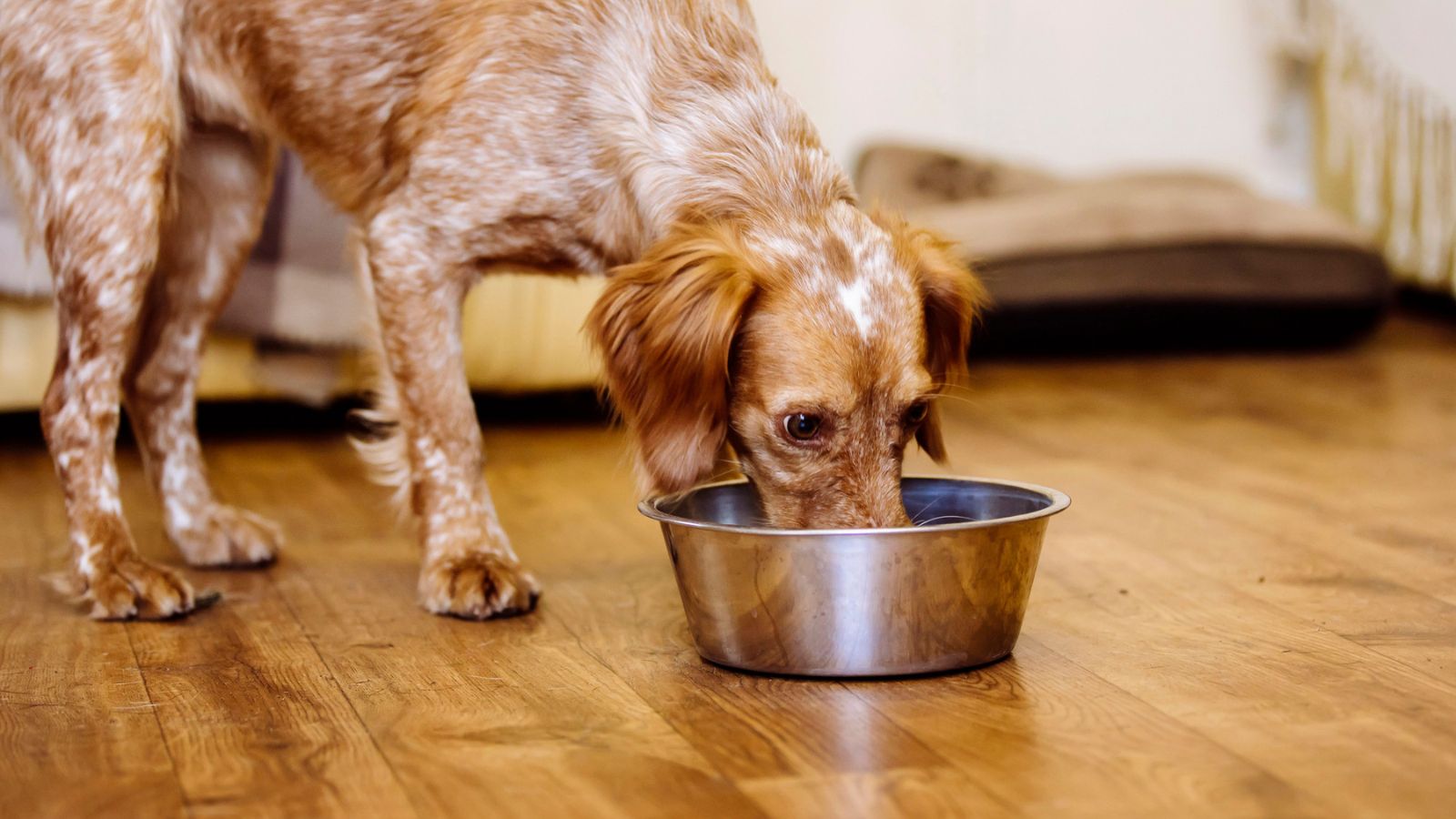 Feeding cats dog clearance food